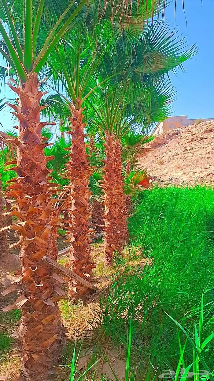 نخيل واشنطني زينه 7