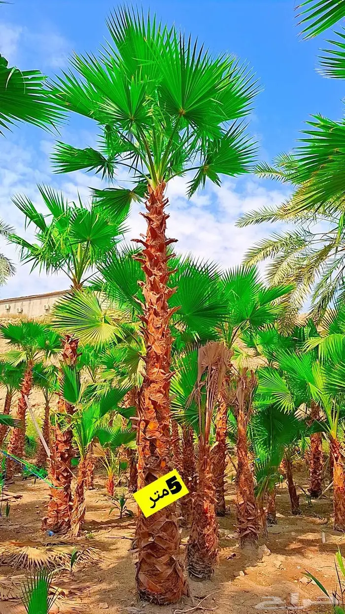 نخيل واشنطني زينه 3
