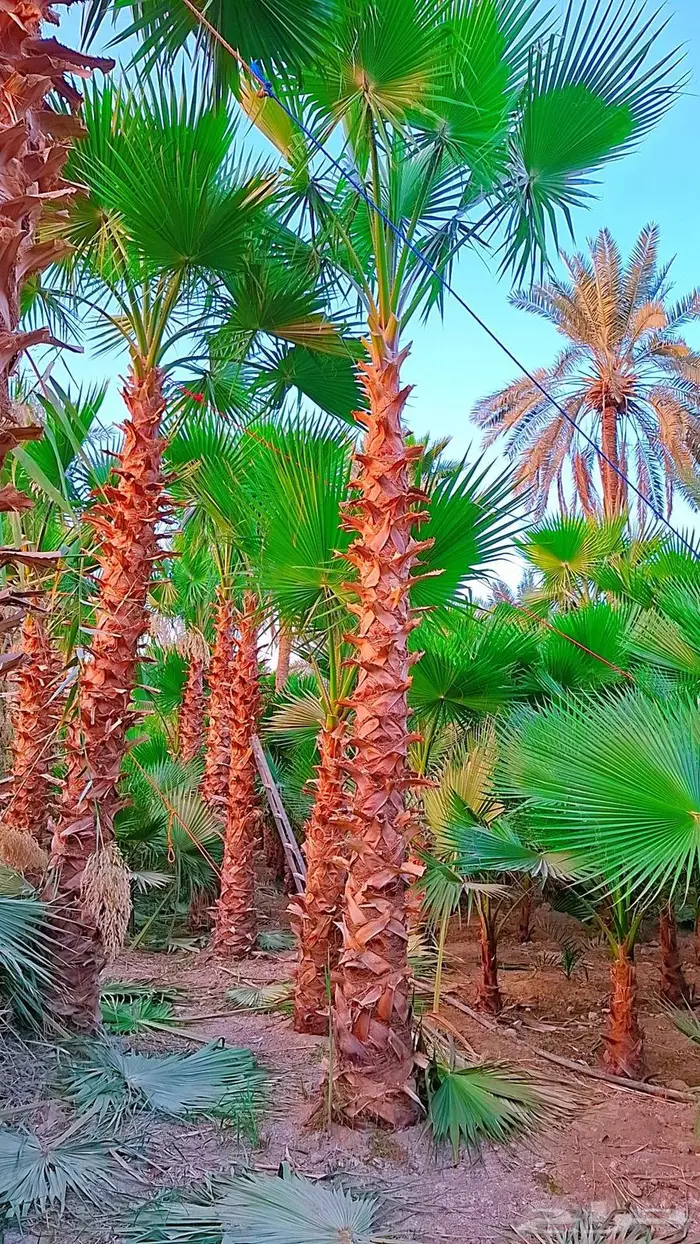 نخيل واشنطني زينه 12