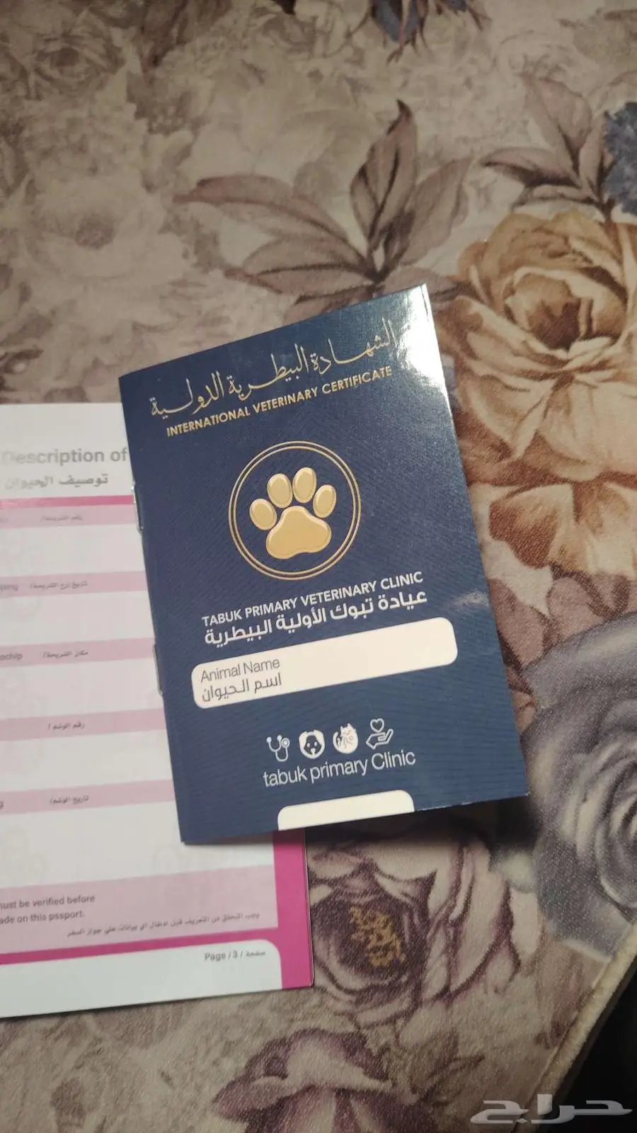 قطه شيرازي انجورا للتبني بسبب السفر 0