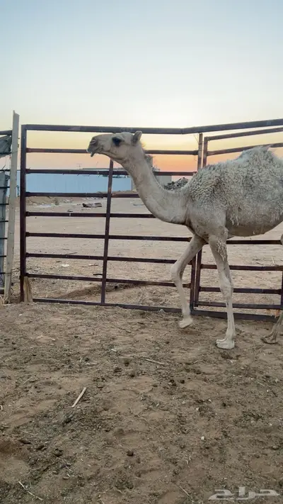 حواره شقح طيبه 0