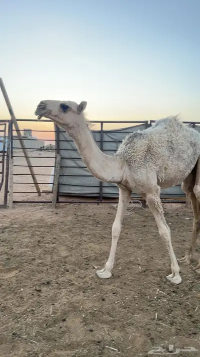 حواره شقح طيبه 1