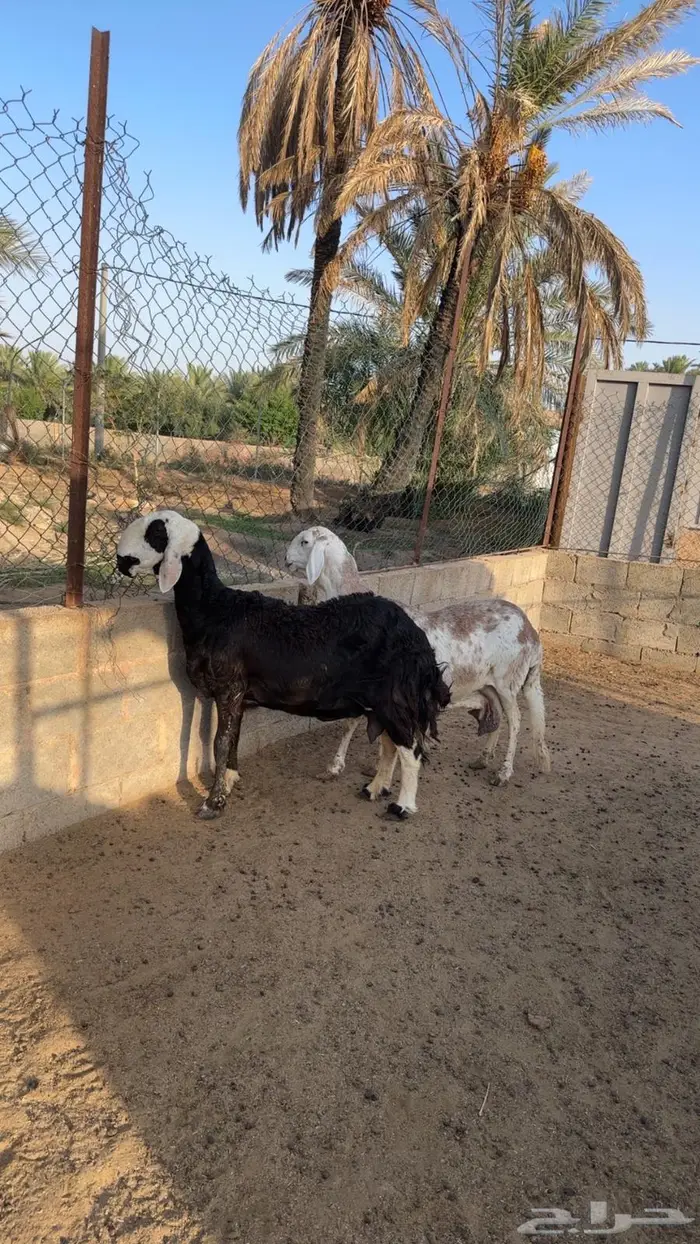 للبيع شياه ساكنيه وهجين نجدي بساكني 0