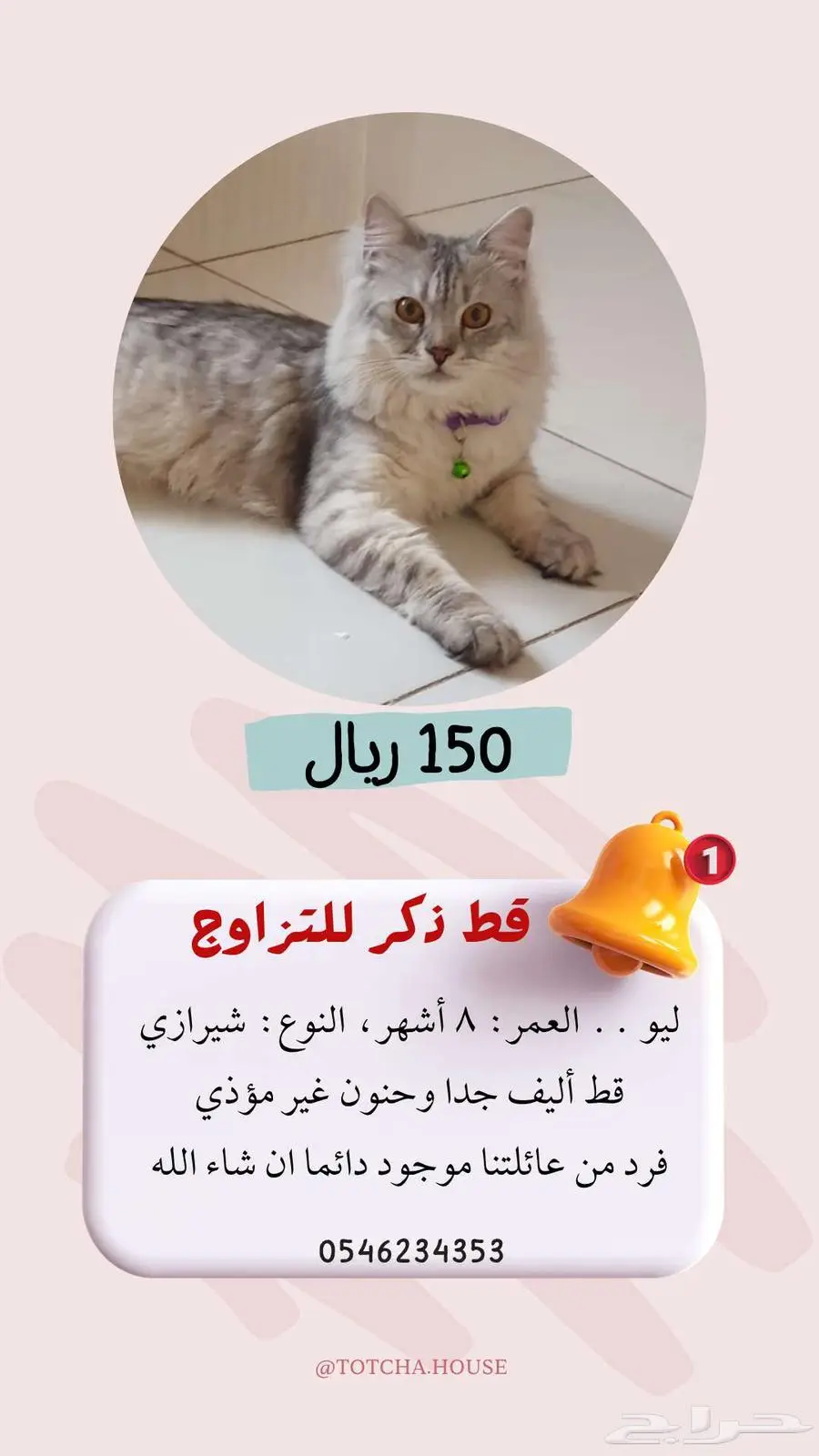 قط ذكر شيرازي للتزاوج 1