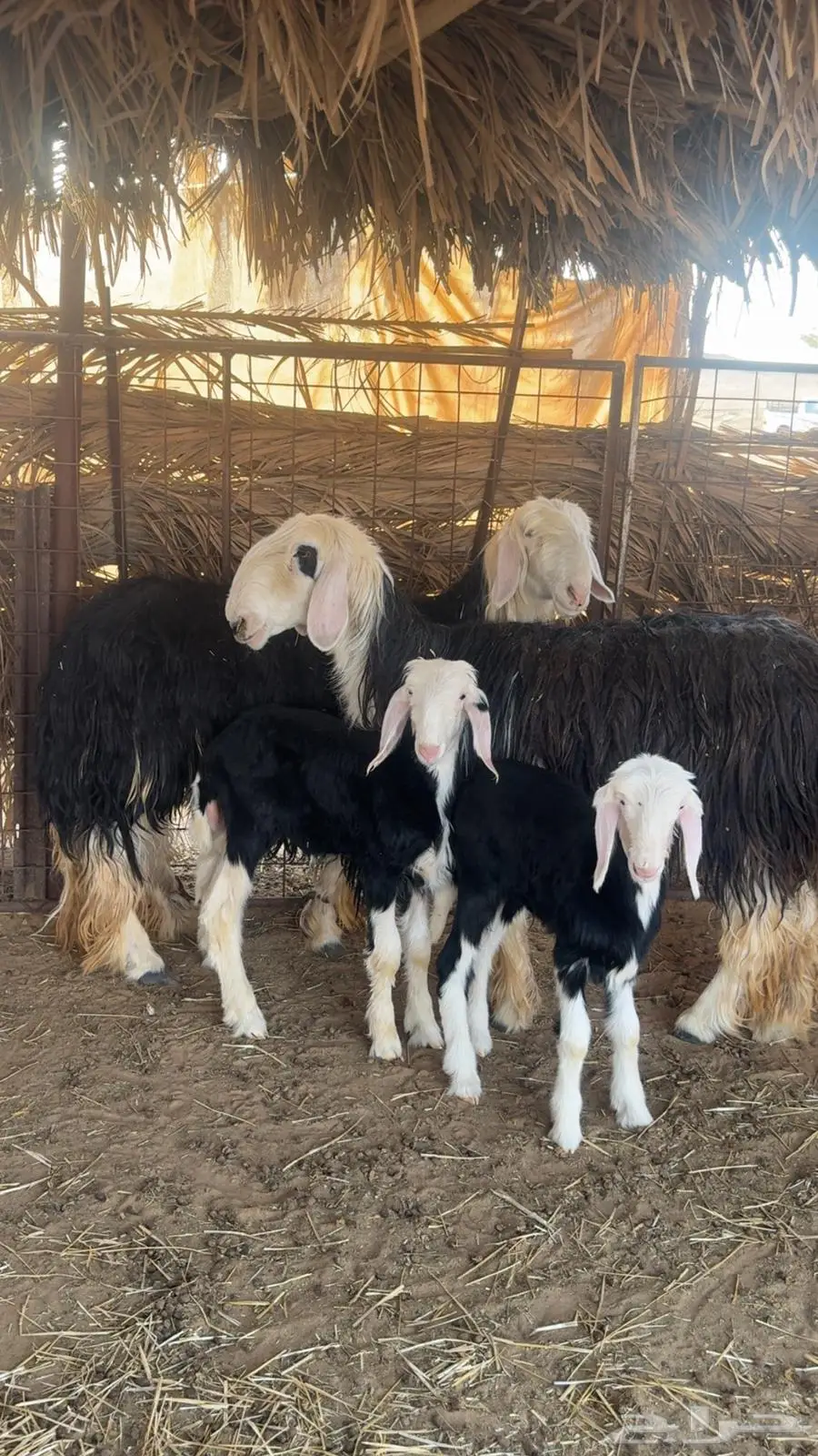نجد طيبه مواليد وحده جذعه ووحده رباع 1