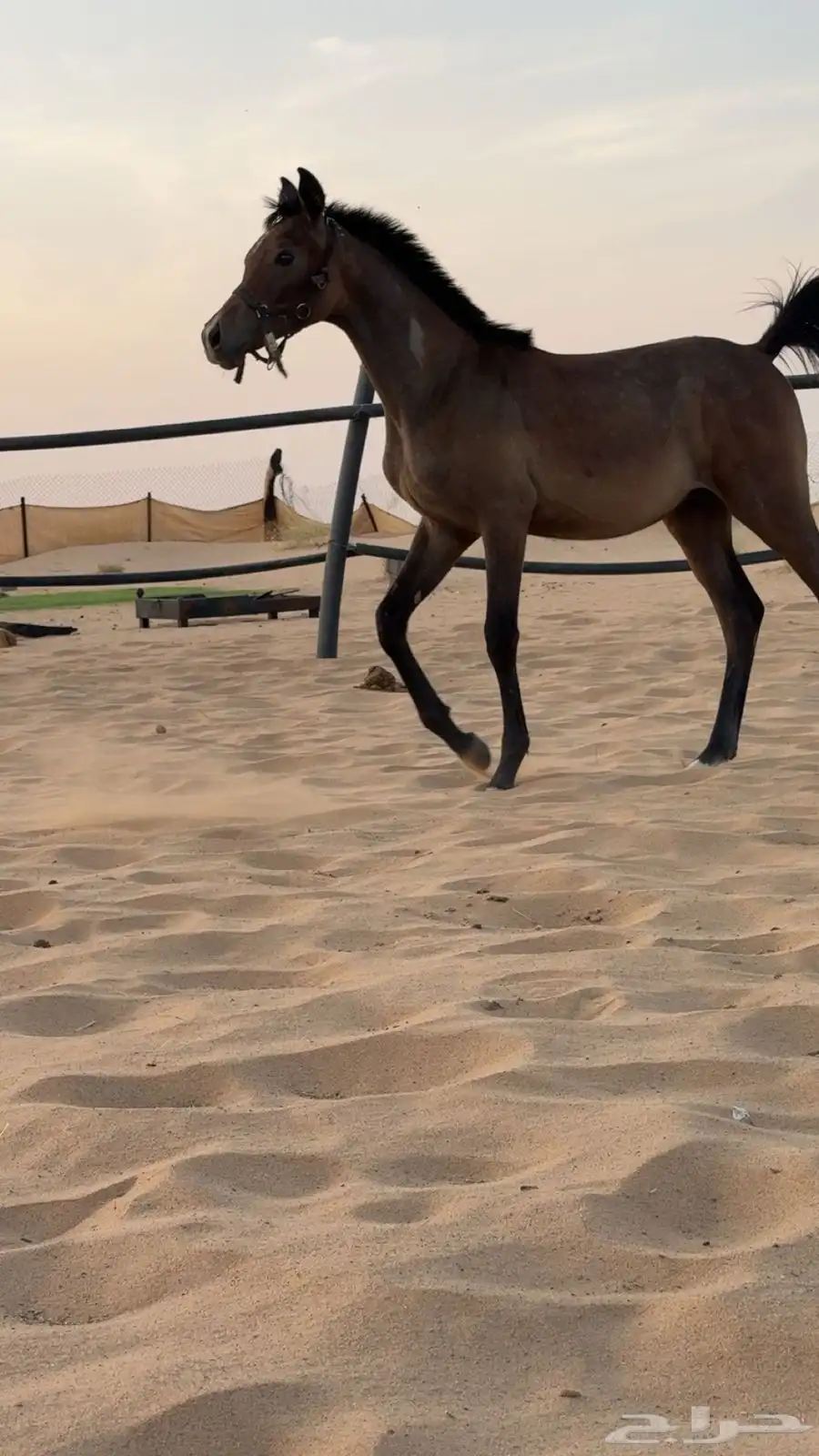 عرض فاخر مهرين عربيه اصيله جاهزه لتسجيل 4