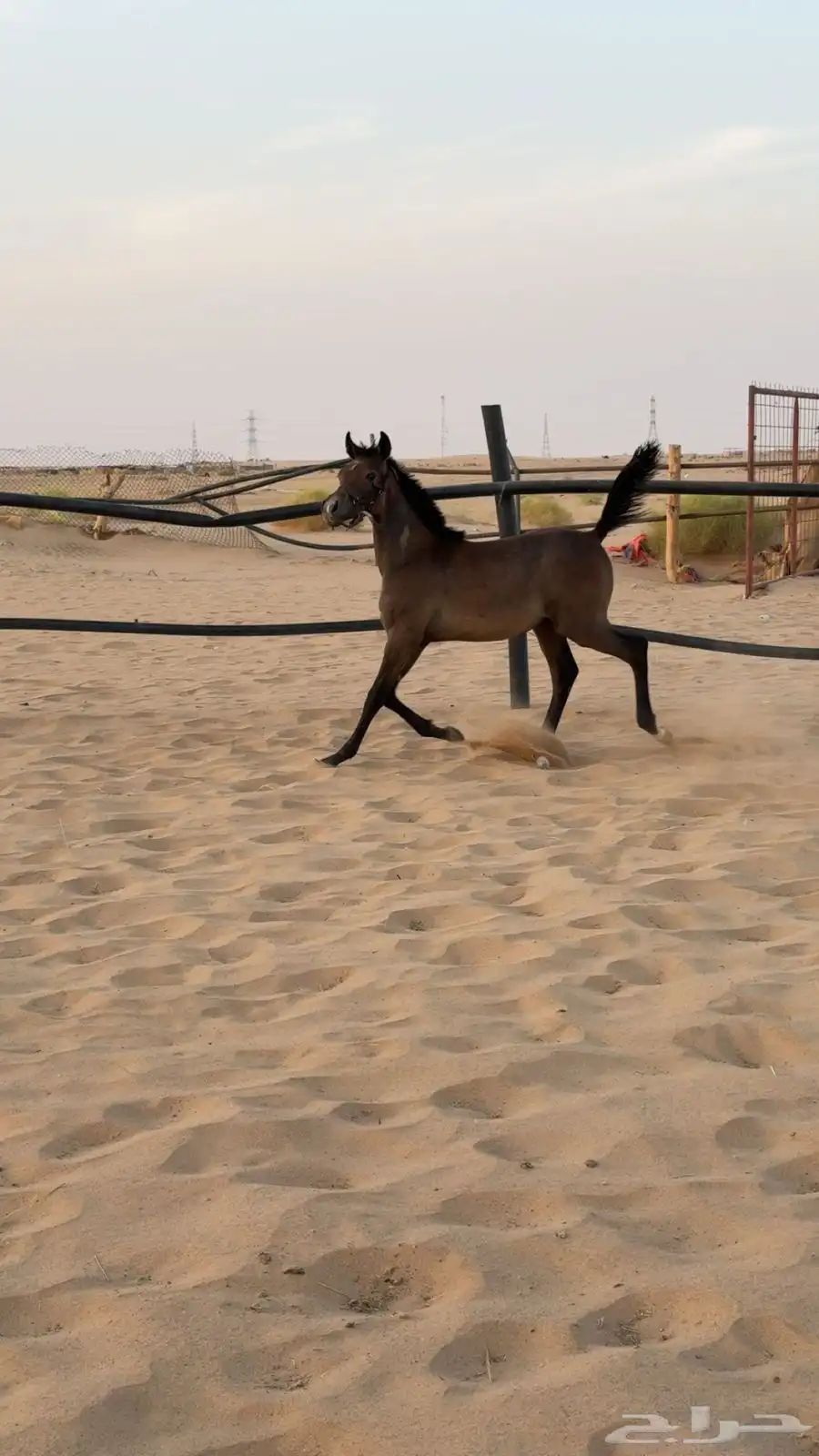 عرض فاخر مهرين عربيه اصيله جاهزه لتسجيل 3