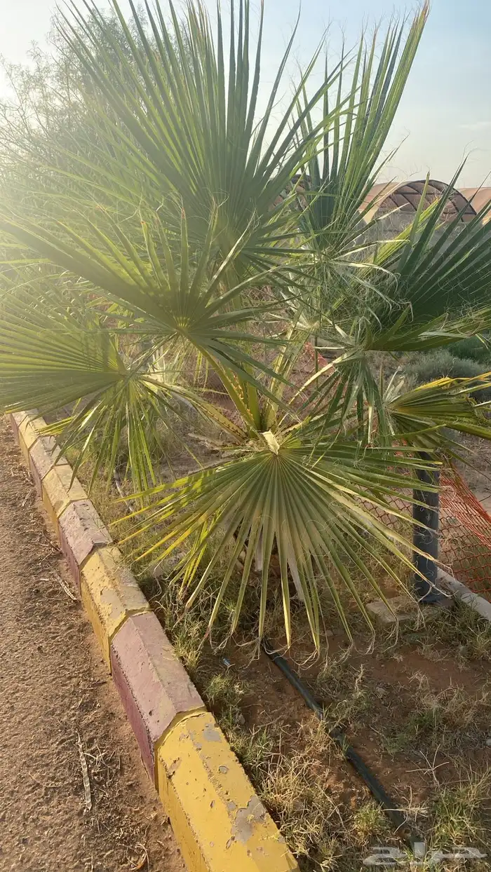 نخل واشنطن 1