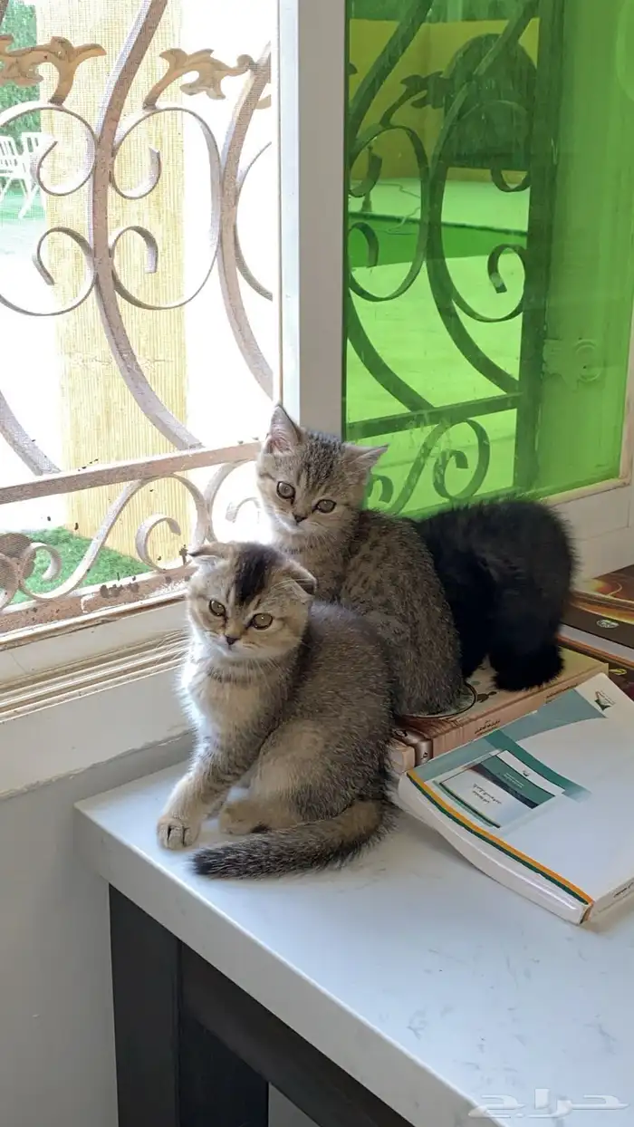 قطط للبيع 1