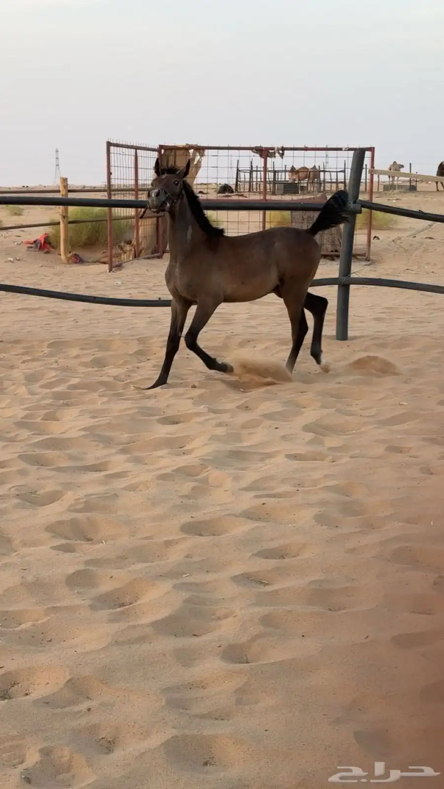 عرض فاخر مهرين عربيه اصيله جاهزه لتسجيل 5