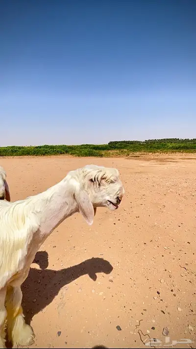 مشروع فحل عيسي صنف 1