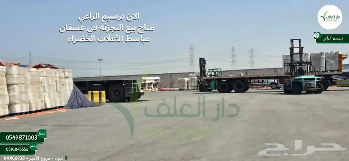 برسيم الراعي عسفان 2