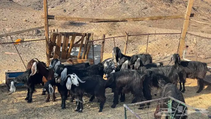 جفار عوارض صنف طيبه 1