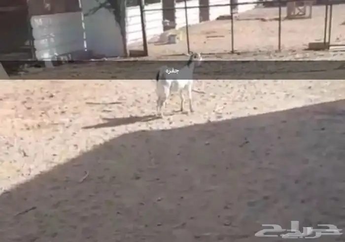 معزاء للبيع 4