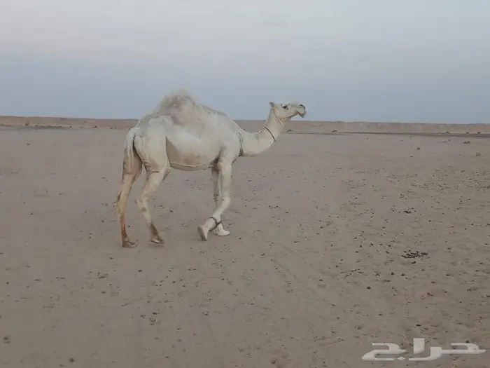 ناقة حايل الرياض طريق القطار 1