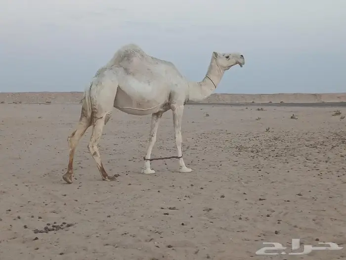 ناقة حايل الرياض طريق القطار 6