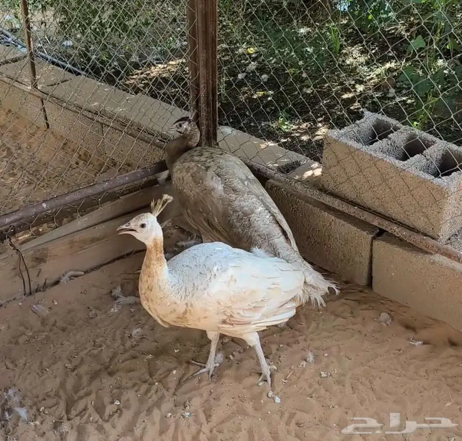 جوز طاووس أو طاؤوس نادر 0