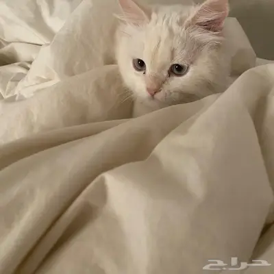قط للبيع 1000 0