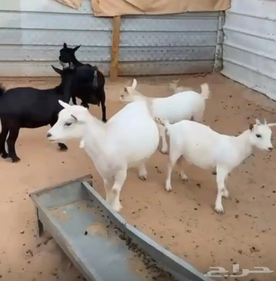 ماعز قزم امهات منتجات وشبب مستويات بطله 0
