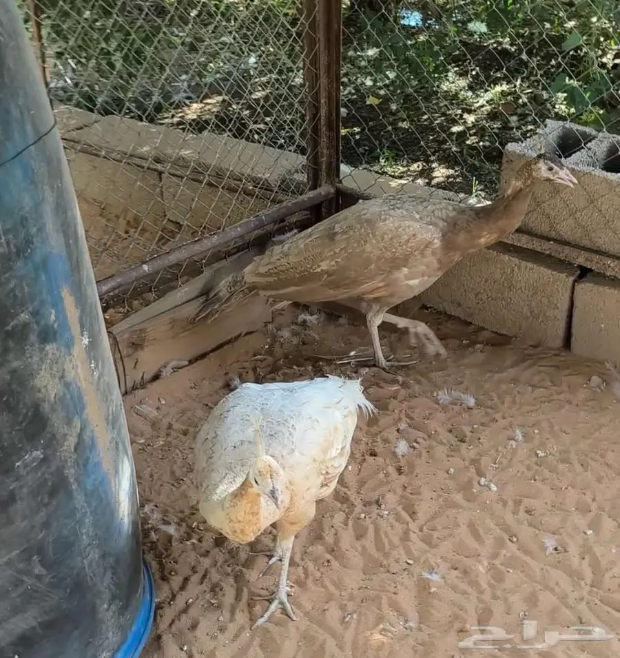 جوز طاووس أو طاؤوس نادر 2