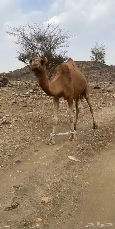 للبيع ناقه لقحه 0