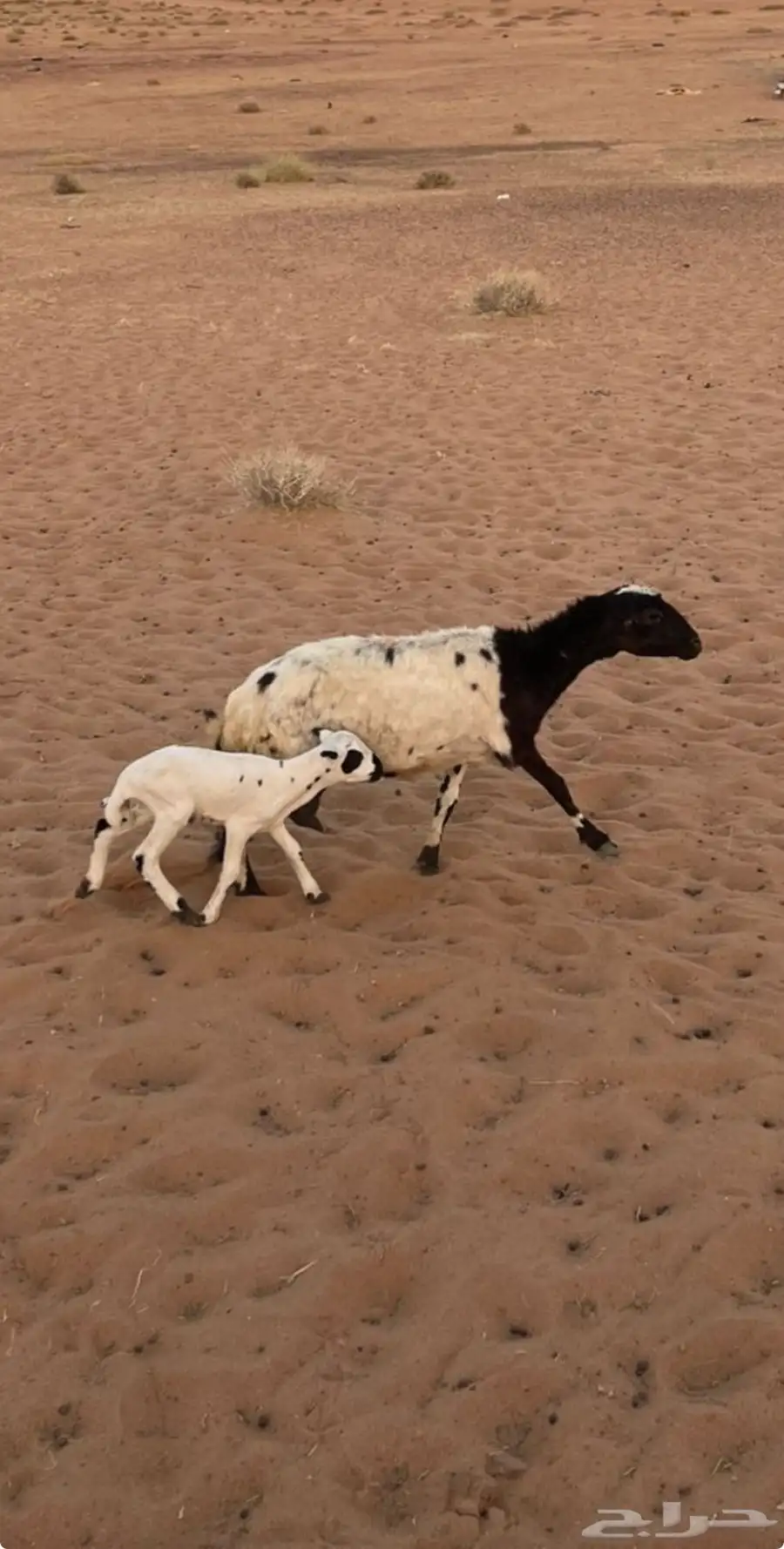 للبيع شاة رفيديه تحتها خروف 2