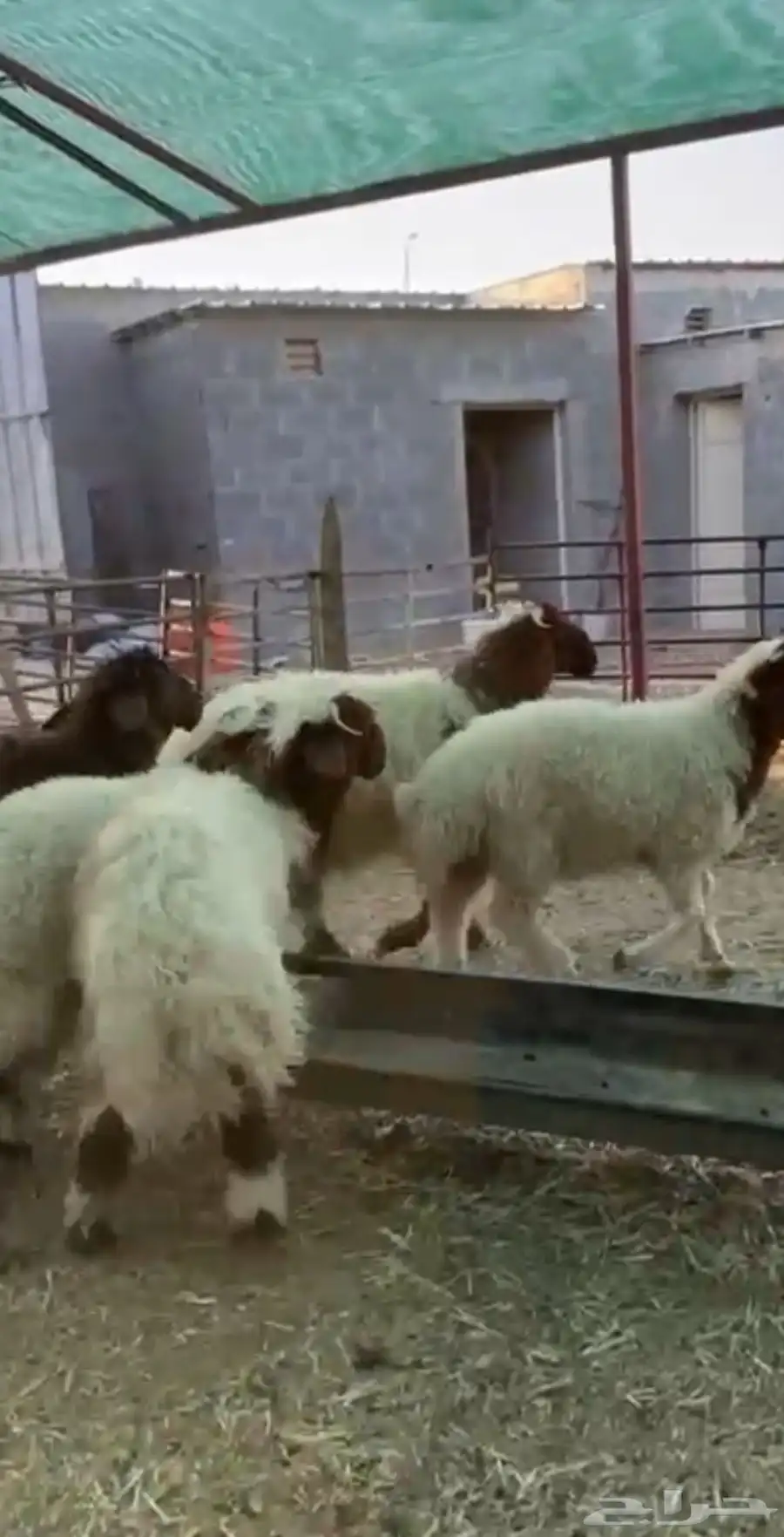 جذعان نعيم فاخره شحمم اتفصيل اكثر ب انشره تحت(بيع جمله كامل 2