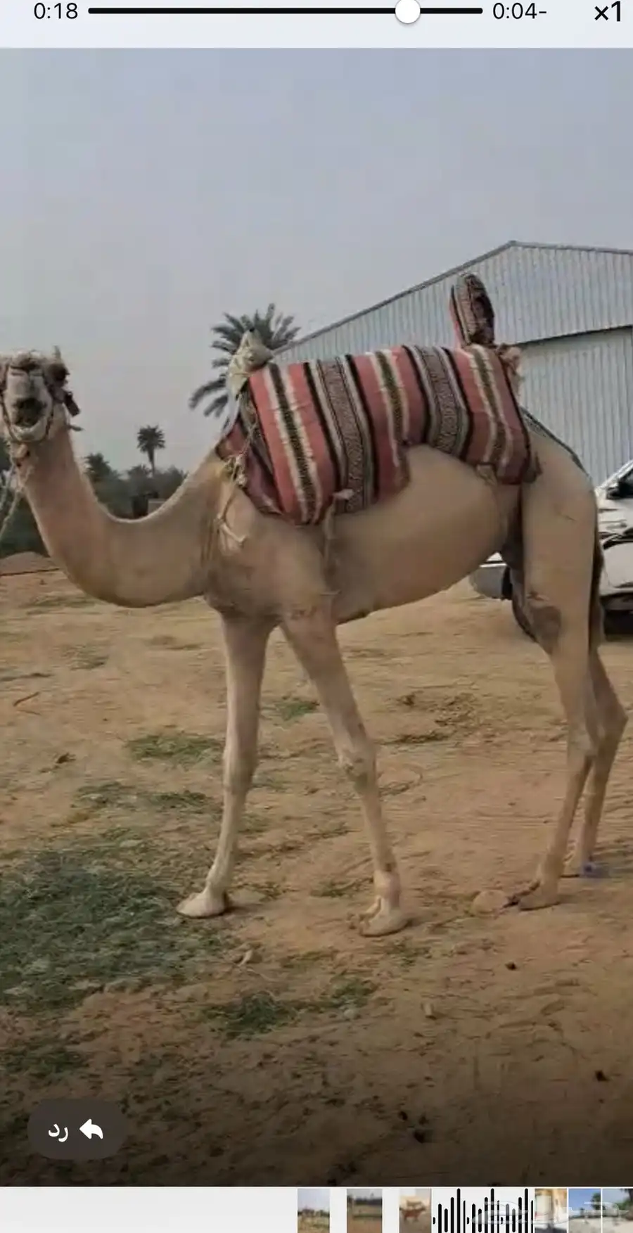 ركبي جذع مشروط 0