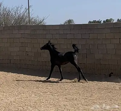 مهر للبيع اقبل معاريض غير الخيل 4