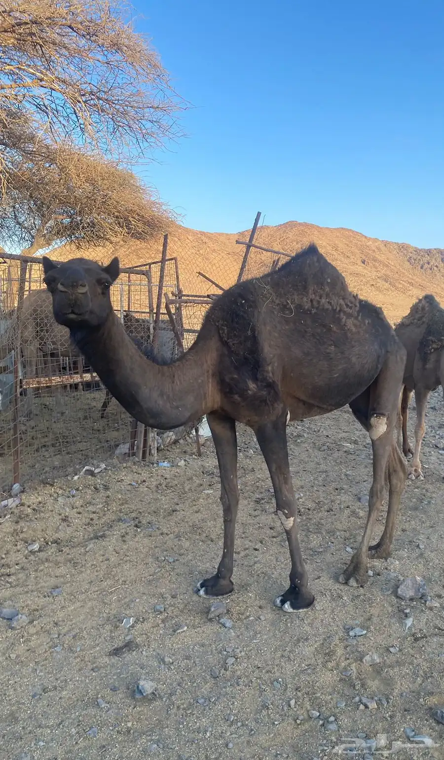 بكره ثنيه مايته بنتها قبل شهر 0