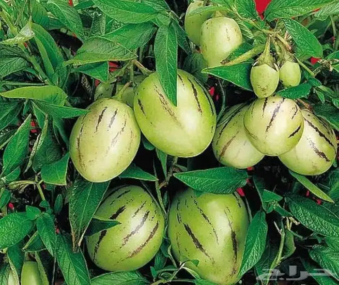 شتلات فاكة الببينو 2