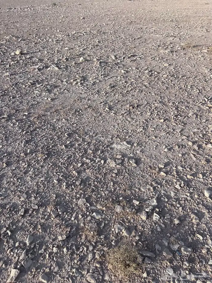 ارض للبيع حي الملز 2