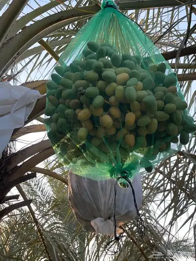 رطب للبيع ( بالصمان) 2