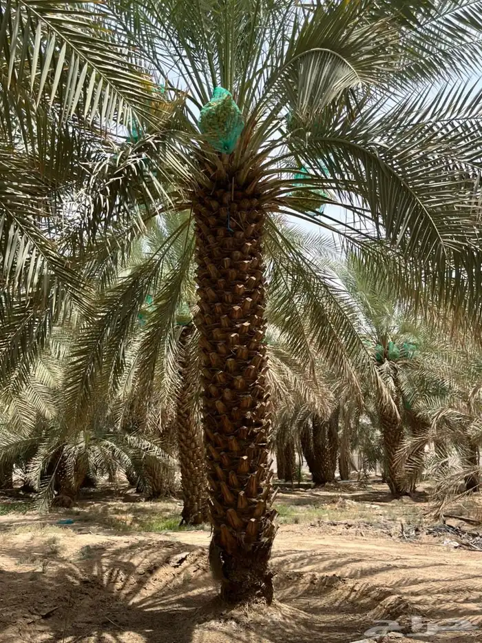 نخل للبيع 2