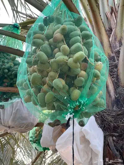 رطب للبيع ( بالصمان) 3