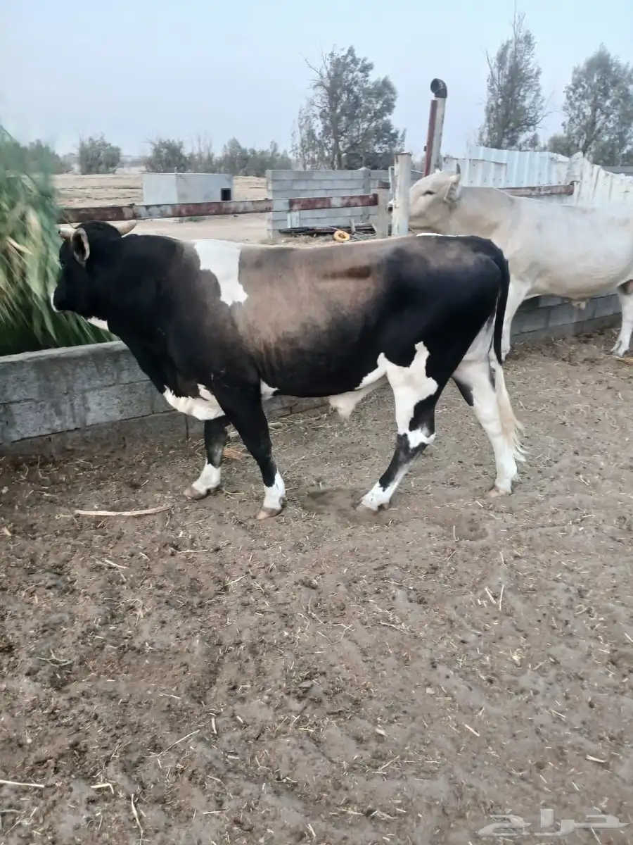 ثيران طيبات على شرط 3