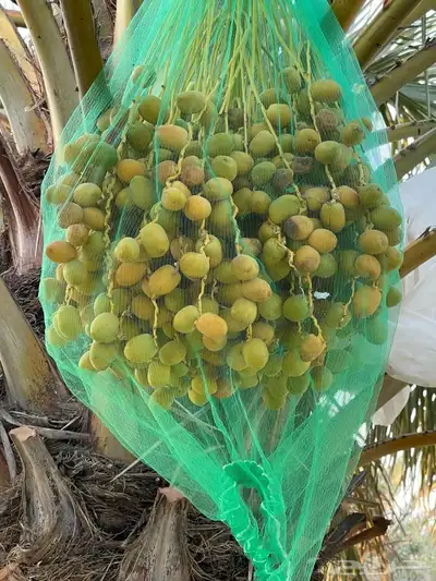 رطب للبيع ( بالصمان) 4