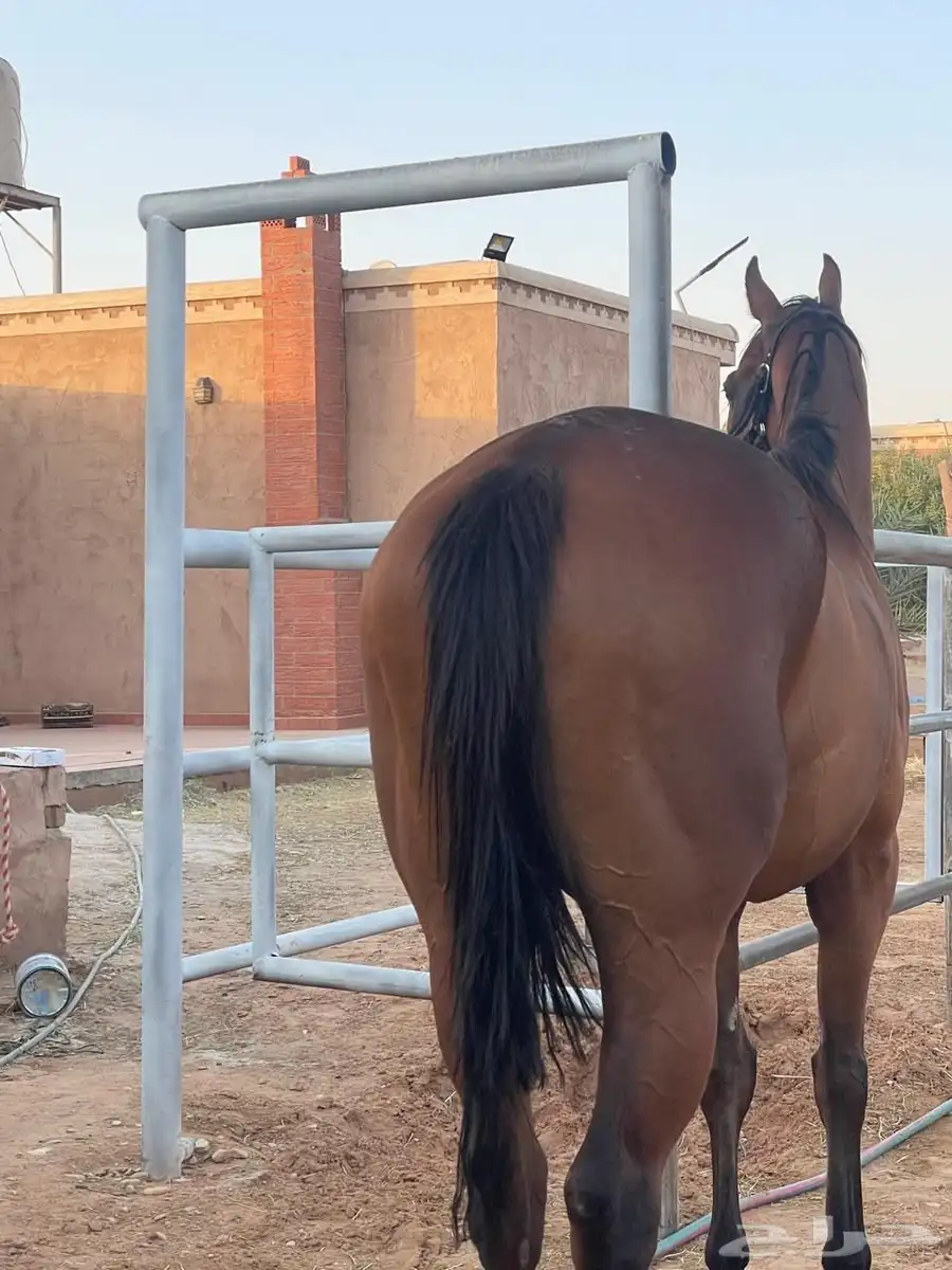 سلام عليكم عرض حصان انقليزي شعبي طول سبعا بلكت ونص 5