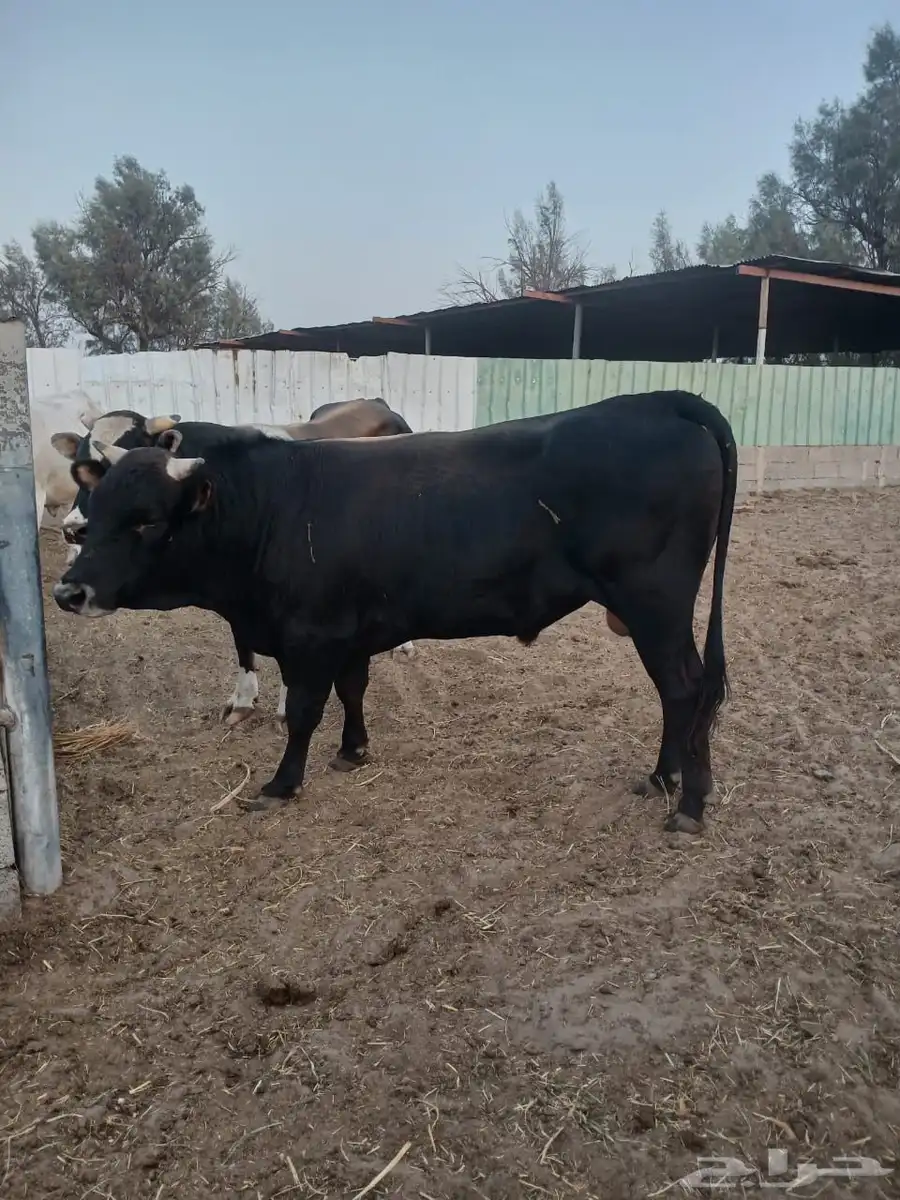 ثيران طيبات على شرط 1