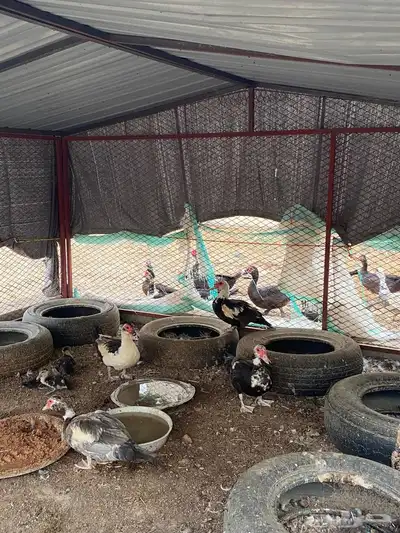 بط بلدي ثلوث المنظر بارق البيع سمح 0