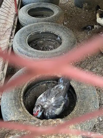 بط بلدي ثلوث المنظر بارق البيع سمح 1