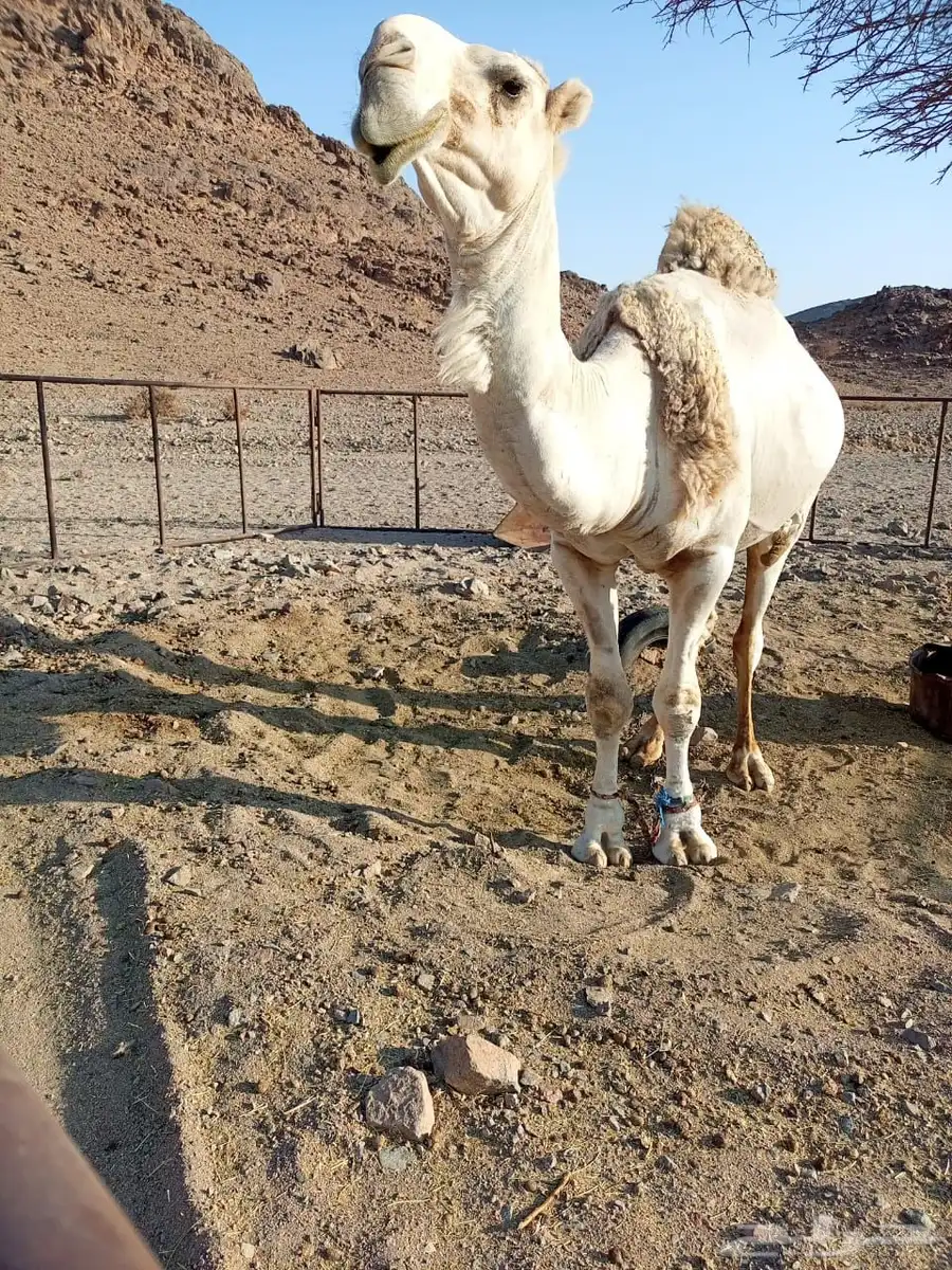 فحل للبيع سنه رباع مشروط لتواصل 0