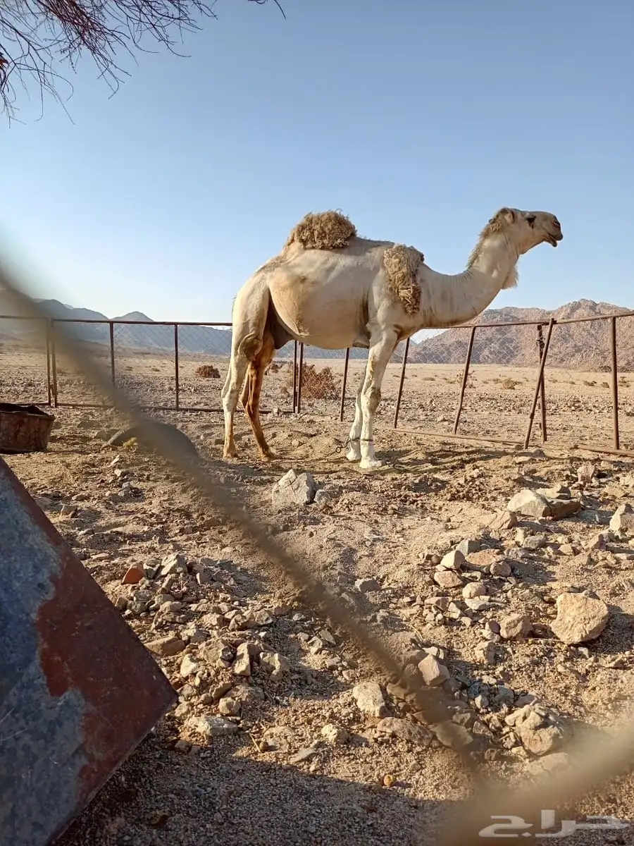 فحل للبيع سنه رباع مشروط لتواصل 1