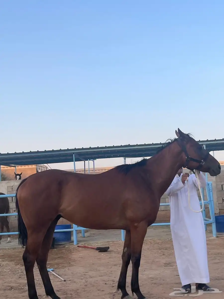 سلام عليكم عرض حصان انقليزي شعبي طول سبعا بلكت ونص 2
