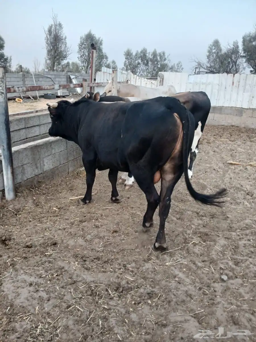 ثيران طيبات على شرط 0