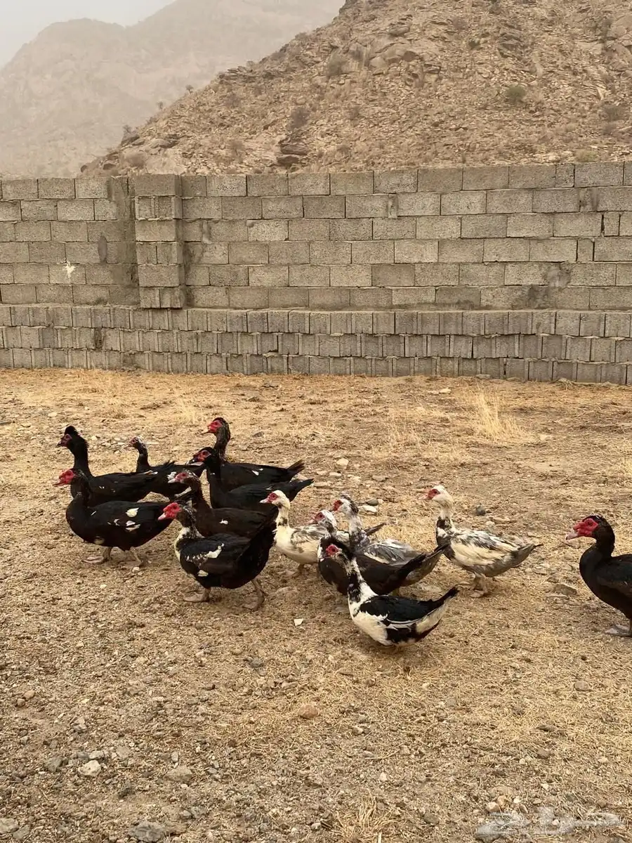 بط بلدي ثلوث المنظر بارق 2