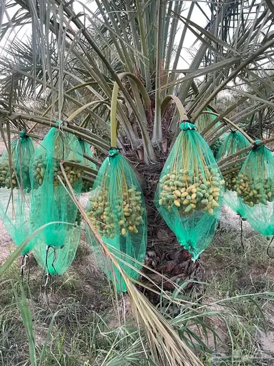 رطب للبيع ( بالصمان) 0