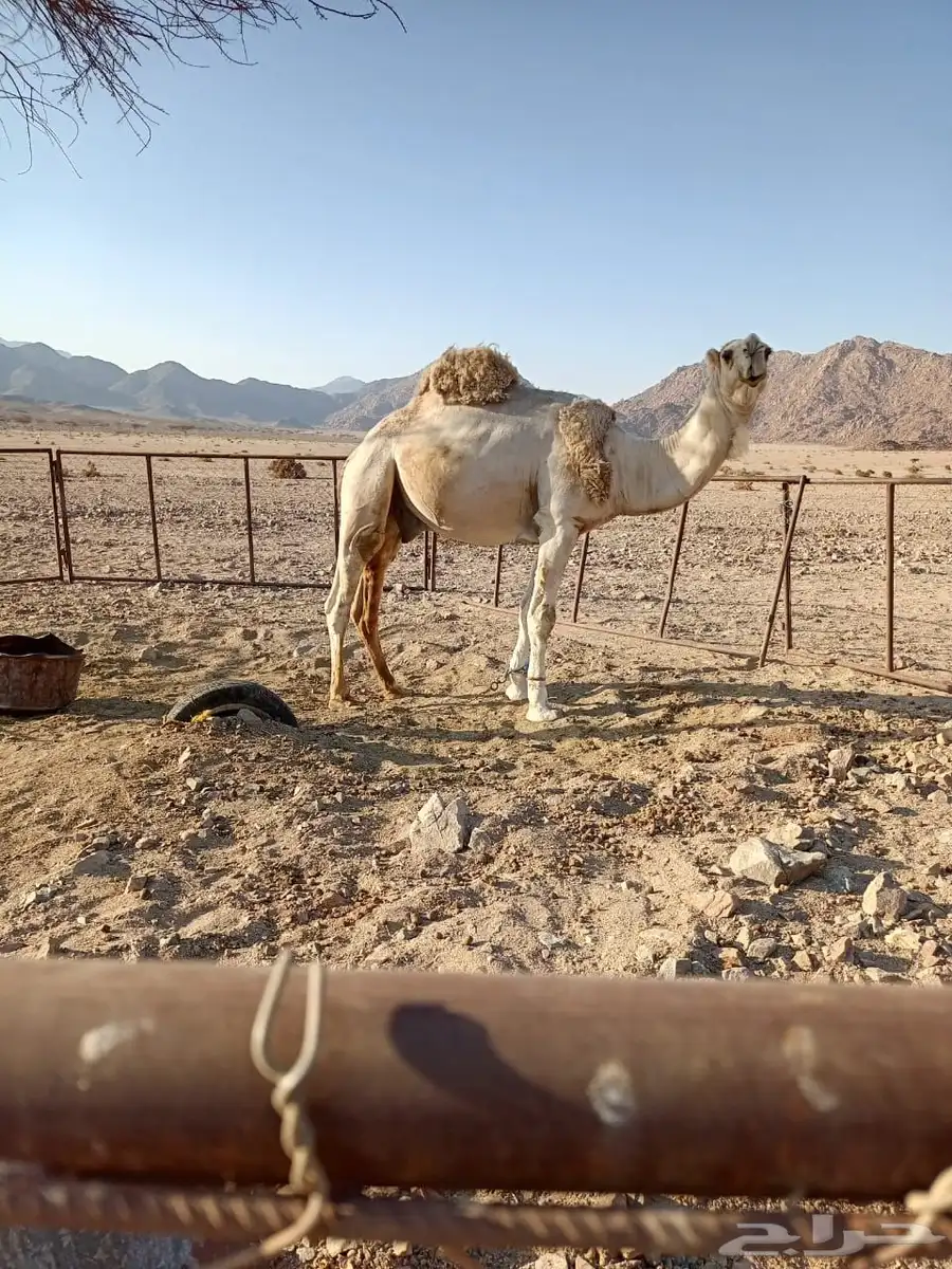فحل للبيع سنه رباع مشروط لتواصل 2