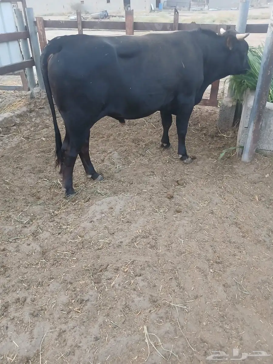 ثيران طيبات على شرط 2