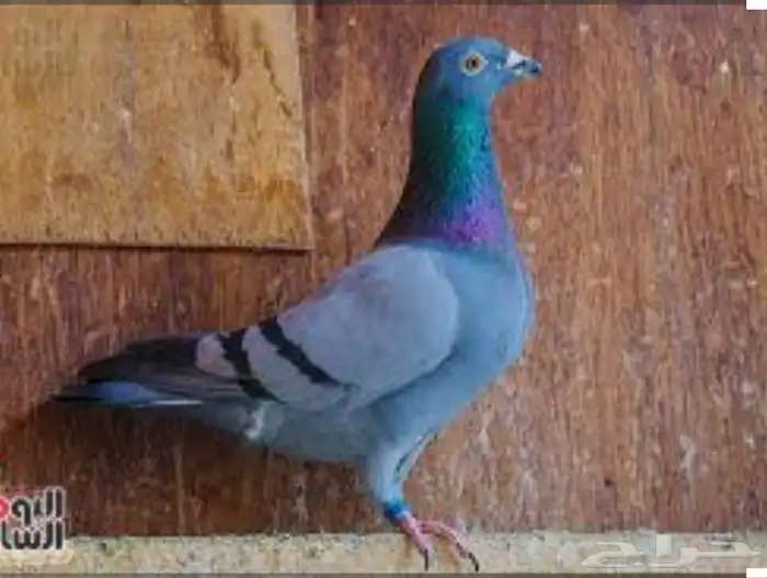 حمام زاجل مذبوح 0